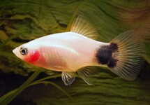 PLATY WHITE MICKEY