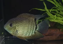 CICHLIDÉ OCCELÉ