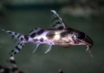BAARDMEERVAL DECORUS