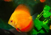 DISCUS RED EAGLE
