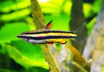 DWARF PENCILFISH