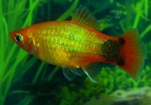 PLATY NEON GOUD MICKEY