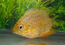 GOUDEN ROOD GESTIPTE HEROS