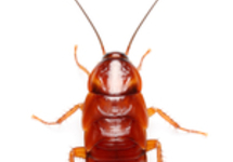 SHELFORDELLA TARTARA (BOITE)