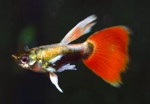 GUPPY SANTA CLAUS