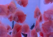 DISCUS RED VALENTINE