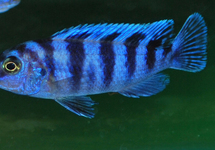 MALAWI CICHLIDE LOMBARDOI