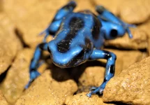 DENDROBATES AURATUS BLUE (EU-BRED) M