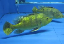 KELBERI PEACOCK BASS XL