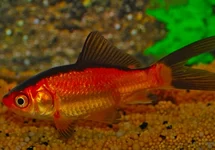 GOUDVIS ROOD/ZWART