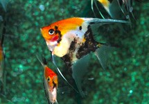 MAANVIS KOI GOUDKOP REDCHEEK