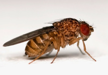 DROSOPHILA HYDEI/ FRUITVLIEG