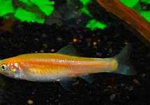 GOUDELRITS