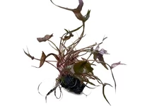 Nymphea stellata los