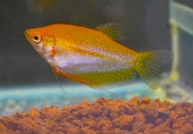 DIAMANTGOERAMI GOUD