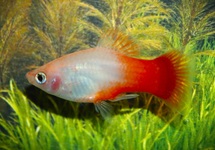 PLATY WIT ROODSTAART