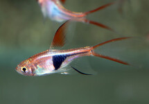 KEGELVLEKBARBEEL SLUIER