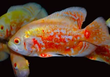 PAUWOOGCICHLIDE ALBINO
