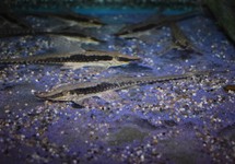 STEURMEERVAL NIGRIROSTRUM