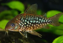 PANTSERMEERVAL PANTANALENSIS