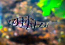 EIGHT-BANDED BARB