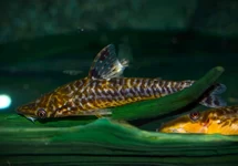 PERU ALGENETER