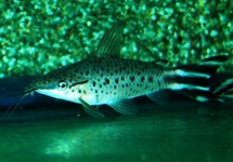 SILURE À BANDES NOIRES