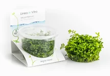 Micranthemum sp. 'Montecarlo' - In Vitro Cup