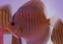 DISKUS SNAKESKIN BLAU