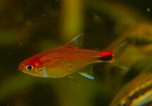 RUBY TETRA