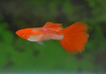 Guppy Special
