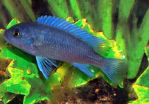 MALAWI BUNTBARSCH KOBALT BLAU