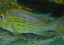 CICHLIDÉ ALTIFRONS