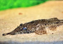 HEMIODONTICHTHYS ACIPENSERINUS