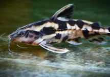 MEGALODORAS URANOSCOPUS