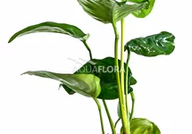 Anubias barteri - PE
