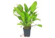 Echinodorus granat in pot (p9)