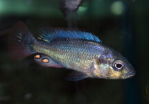 VICTORIA CICHLIDE NUBILUS