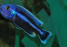 MALAWI BUNTBARSCH CHIPOKA