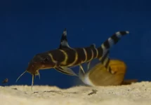 BAARDMEERVAL BRICHARDI