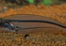 AFRIKAANSE GLASMEERVAL 