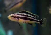MALAWI CICHLID PIKE