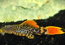 L600 LEOPARD CACTUS PLECO