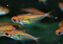 TETRA VIRGULATUS