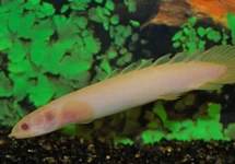 SENEGAL BICHIR ALBINO