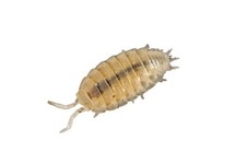 TRICHORHINA TOMENTOSA/ PISSEBEDDEN (BOX)