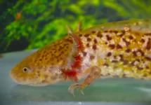 AXOLOTL KOPER S/M