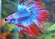 KEMPVIS CROWNTAIL THAI FLAG MAN