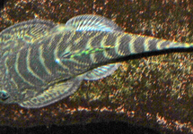 ALGENETER FILIUSIA TIGRIS