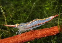 CARIDINA GRACILIROSTRIS M